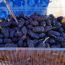 22년 햇과 전북 고창 토종 냉동오디 10kg 벌크 / 고창오디, 단품