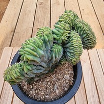용신목철화 중품 키우기 쉬운 다육 화분1-250 랜덤발송, 단품, 1개