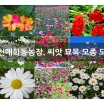 1800원 야생화 씨앗 모음 판매 과꽃 분꽃 금잔화 맨드라미 백일홍 메리골드, 100립 만수국