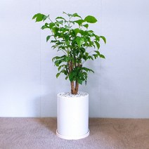 꽃피우는청년 (BIG 중형) 키우기 쉬운 실내공기정화식물 7종, 녹보수