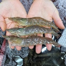 국산 흰다리 새우1kg 대하 양식 급속냉동, 1개