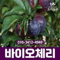 바이오체리 접목3년 결실주 / 결실주 묘목 도시농부