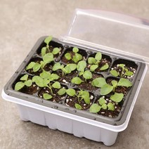 모종 트레이 육묘 파종 미니 온실 하우스 12구, 뚜껑모종트레이12구, 1개