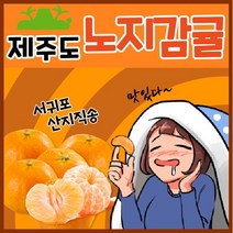 [득템몰] 제주도 귤 3kg 5kg 10kg 최상품 산지직송 황금향 선물 가정용 제주감귤 노지 감귤 밀감 고당도 과일, 노지감귤