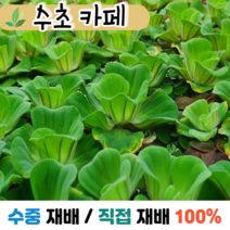 수초카페) 목련 물배추 1촉 #부상수초 #초보수초 #자연수초 #관상수초 #재배수초