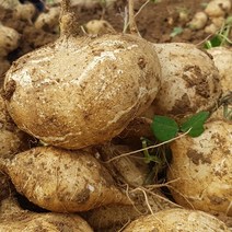 히까마 감자 멕시코감자 히카마, 감자 히카마 10kg, 1개