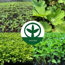 새마을총각모음 상추모종 고추모종 딸기 토마토 양파, 특수야채 모종, 당귀(컵포트) 1개