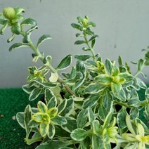 [다온야생화] W2472 무늬청하국 (10cm) [랜덤]