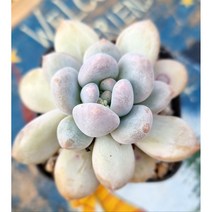 키우기 쉬운 다육 후레뉴 다육