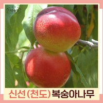 복숭아나무 묘목 천도복숭아 신선 결실주(분) 1개
