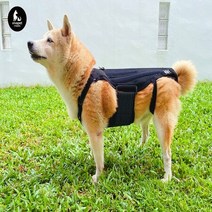 강아지 척추 보조기 허리 디스크 보호대