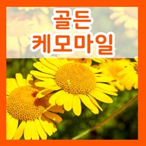 꽃씨몰 꽃씨 봄 파종 여름꽃씨 가을 노지월동 다년생 야생화 양귀비 종자 꽃씨앗, 403.골든캐모마일씨 1g(허브)