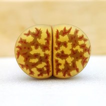 리톱스 도로시 (랜덤) - 노랑노랑 리톱스 귀여운 희귀 다육 반려 식물 칼큘러스 선인장, 1두