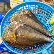 서해안 수산시장 직송 키조개 한마리 캠핑 생물 조개구이용 찜용 택배