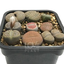 리톱스모듬-생석화속/메셈류/리톱스/다육식물, 1개