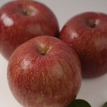 산지직송 고랭지 장수사과 10kg 34-36과 선물용