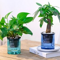 투명 저면관수 화분 자동급수 투명화분 수경재배화분 식물키우기 플라스틱 소형화분 인테리어화분 미니화분, 그린