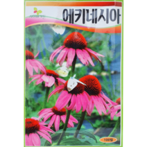 식물의집 에키네시아 꽃씨앗 씨, 1개