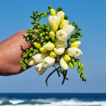 화이트 후리지아 프리지아 (양재꽃시장) 생화 경매 직송 꽃다발 꽃선물 꽃바구니 정기구독 꽃꽂이, 10대