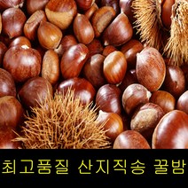 고씨네 특급 햇밤 군밤 맛밤 2KG 공주햇밤 밤 밤효능