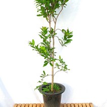 열매 석류 소형 나무 묘목 분재 식물 인테리어 카페 화분 꽃 키우기
