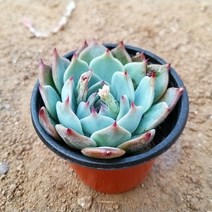 인플랜츠팜 메비나군생다육 공기정화 반려식물 포트