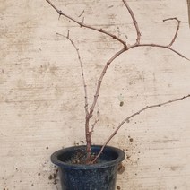 MDG6034 개량머루 화분4치 결실주 (결실주/유실수/머루/강아지)