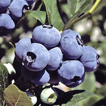 같이가치농원 블루베리 나무 묘목 블루칩 4년생 결실주