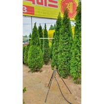 에메랄드그린 포트묘 최고의 상록수 트리팜, 키80cm분