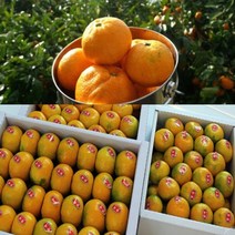#[행복농장]당도선별 제주 하우스 제철노지 고당도 감귤, 1box, 제주감귤 3KG/로얄과