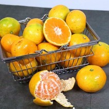 (철따라농산물) 제주 서귀포 노지 황금향 가정용 소과 4.5kg(28-37입)벌크