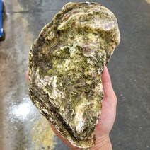 피기푸드 산지직송 통영 삼배체굴 수출용 삼배채굴 생굴 벚굴 깐 굴 각굴 석화 굴 바위굴 김장 하프쉘 하프셀 1kg 3kg 5kg 10kg, 삼배체굴1kg, 1개
