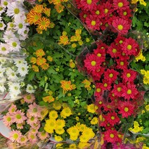 [모종가게]국화 꽃 모종 화분 중품 4개묶음 가을 겨울 다년생, 국화화분(10cm)5개묶음, 4개