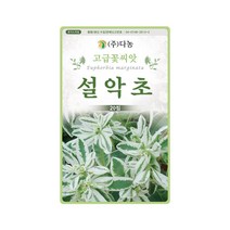 꽃씨앗 설악초 씨앗 20립 초설초 대극과 한해살이, 1개