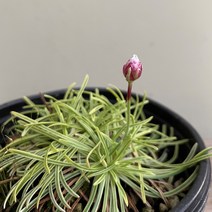 [다온야생화] W631 무늬아르메니아 (1포트 10cm)