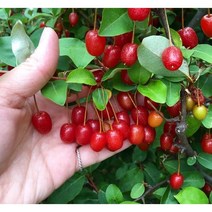 보리수 결실주 분뜨기, 1개