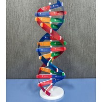 (중3/고1과학) DNA 이중나선 구조모형
