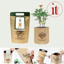 식물 키우기 키트 메리골드 씨앗 재배 식물기르기, 단품