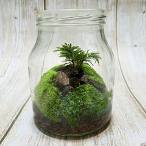 나무이끼 테라리움 키트/BOM제주식물이끼5종세트 DIY 재료만들기