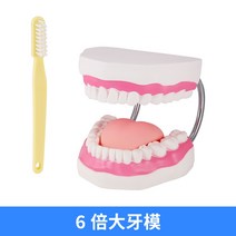 치아모형 조기 교육 칫솔질 모델 두 번 구강 교육 모델 교육 보조 대형 시뮬레이션 모델, 6배 더 큰 치과용 금형
