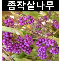 좀작살 키1.2m 5개/나무 묘목/꽃나무/울타리경계수/공원수