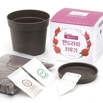 아바나 반려식물 화분재배키트 꽃집사 시리즈 꽃 식물 키우기, 코스모스