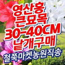 (영산홍 30~40cm 전후 또는 이후) 철쭉마켓 철쭉 묘목 꽃 나무 영산홍 연산홍 베니 정원 마당 조경수 정원수 울타리 화목류 철죽 농원 조경 울타리 수목, 빨강(영산홍 큰묘목 30-40cm전후 또는이후  )