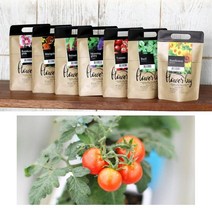 식물키우기 화분 정원 방울토마토키우기 씨앗 채소키우기 홈가드닝키트 식물키우기세트 베란다텃밭 실내텃밭 베란다텃밭가꾸기 집에서채소키우기 미니텃밭 아파트베란다텃밭 배란다텃밭 상자텃밭 토마토키우기 텃밭화분