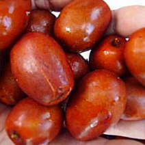 대추나무 대추나무묘목 과일나무 약나무 조경수, 1개