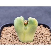코노피튬 빌로붐 촉광전(蜀光殿)(s1237), 1개