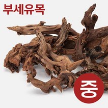 부세유목 [M] 10~15cm 미만 랜덤발송, 2개