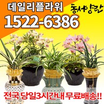 동양난 서양난 동양란 서양란 승진축하난 고급난 난배달, (선택05)산천보세