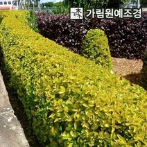 사철나무 황금사철 상록수 정원수 조경수 가림원예조경, 황금사철 키60cm(10개세트)