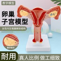 자궁 모형 산부인과 난소 산후조리원 태아 발달 과정, 양측 난소는 자궁을 해부합니다
